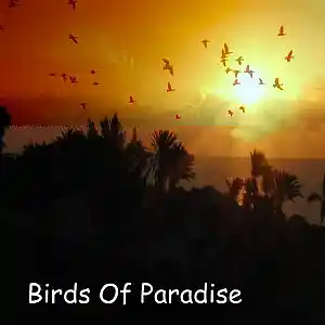 Picture for song 'Birds_Of_Paradise' by artist 'Cup Of Dreams'