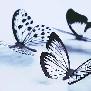 Picture for song 'Butterflies-Trap Type Beat' by artist 'Jerry Beats (Jerry On The Track Boy)'