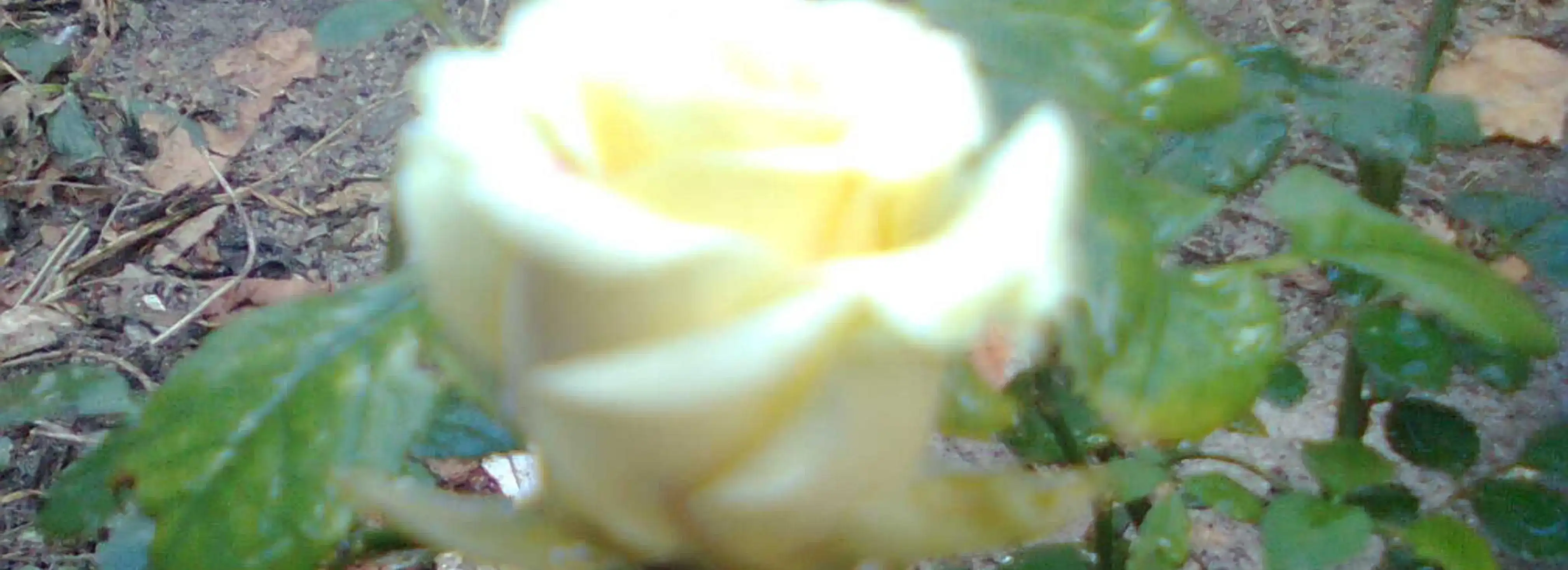 cover pic