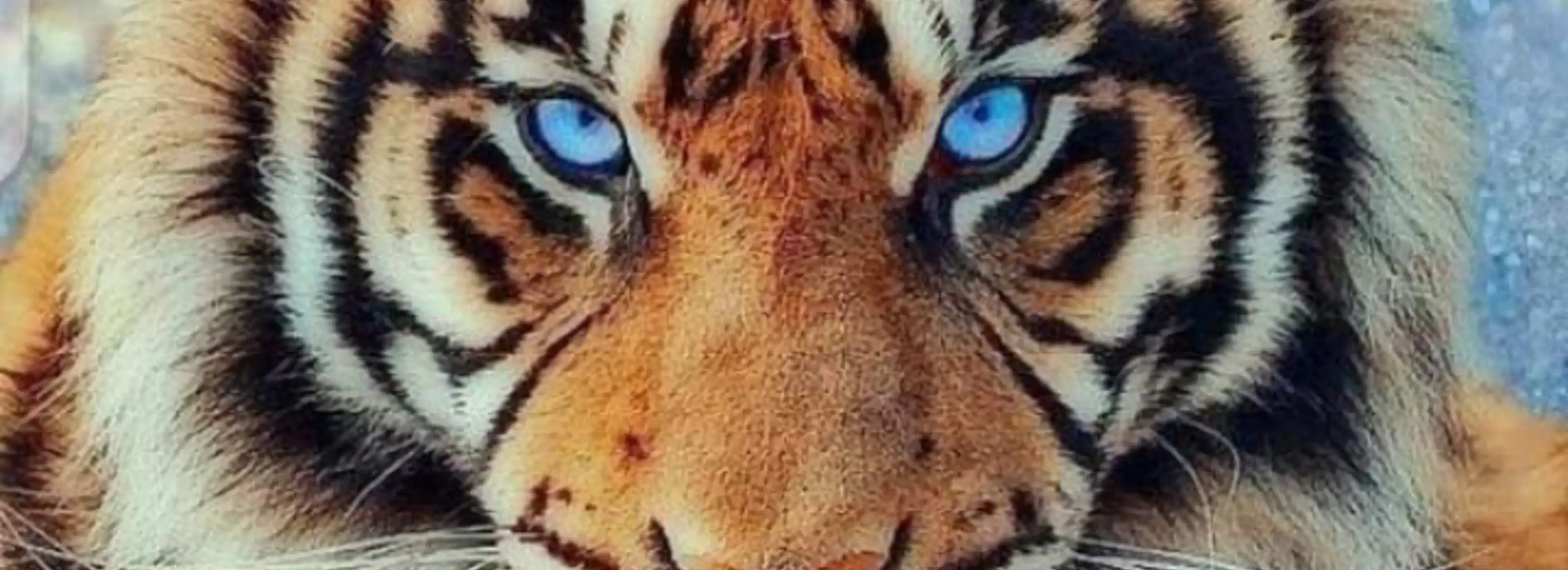 cover pic