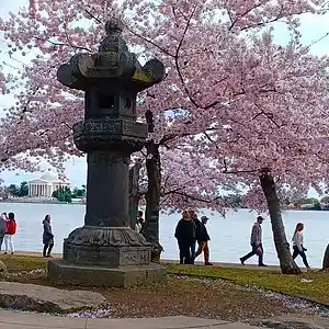 Picture for song 'Cherry Blossom Spring' by artist 'DC SpaceDog'