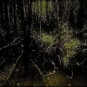Picture for song 'Defecating In A Swamp' by artist 'Frog Defilement'
