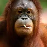 Picture for song 'Deep Floyd 325-Pianorang' by artist 'Jammer59'