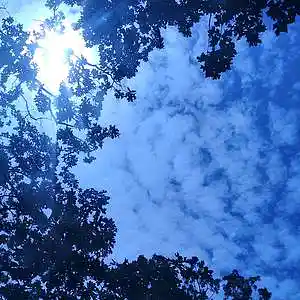 Picture for song '"Some More Pickin"' by artist 'P dexter'