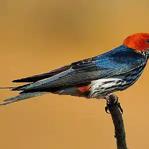 Picture for song 'Hues Of Blue' by artist 'John Layne and the Aeon's Promise Band'