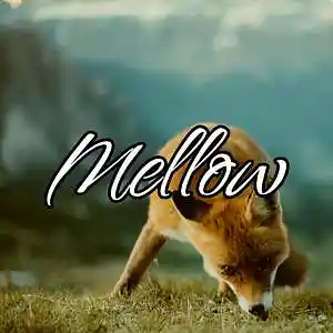 Picture for song 'Mellow' by artist 'Frankenstein Beats'