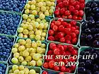 Picture for song 'the spice of life' by artist 'Rip Limit'