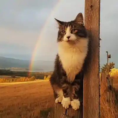 Picture for song 'Jam In G Major Remaster' by artist 'Mr. Jones'