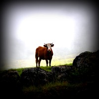 Picture for song 'Waiting a Minute' by artist 'The Serendipitous Cacophonies'