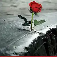 Picture for song 'Rose Instrumental Prod. Young Zack' by artist 'Young Zack Beatz'