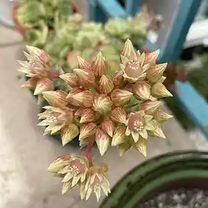 Picture for song 'Second Wind' by artist 'Gagmesharkoff'