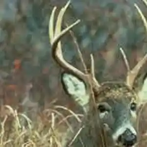 Picture for song 'for the bucks' by artist 'Tay-Kanic Productions'