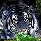 Picture for song 'Exotic Universe (to a Dream)' by artist 'Nimrodia'