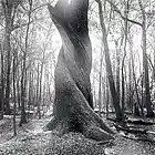 Picture for song 'Invocation' by artist 'Brad Olsen'