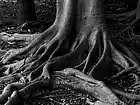 Picture for song 'roots.mp3' by artist 'Derek Barlas'