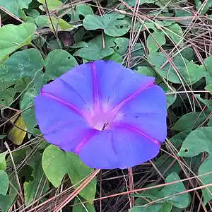 Picture for song 'Expectation Days' by artist 'Gagmesharkoff'