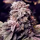 Picture for song 'Purple Flowers (Free DL)|' by artist 'DaBeatDroppah Productions'