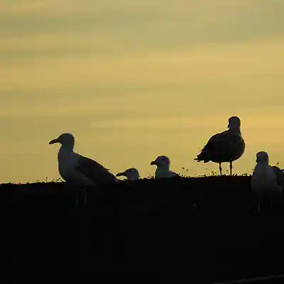 Picture for song 'Die Läuterung 14' by artist 'Restsound'