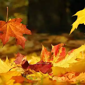 Picture for song 'Autumn Leaves (Cover on Sax, music by QGVideos)' by artist 'The Markdanyells'