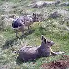 Picture for song ''It's Spring!'' by artist 'Nadia Cripps'