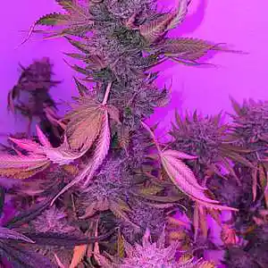 Picture for song 'Rapmagic- Ft. Fred Nice - Blowin' Up Loud' by artist 'RAPMAGIC DELEON'