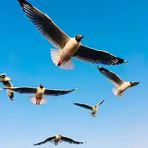 Picture for song 'Migration' by artist 'Enterositor'