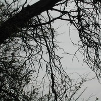 Picture for song 'Sightings' by artist 'Anaphase'