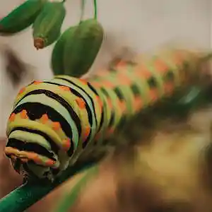Picture for song 'Caterpillar' by artist 'Carlos Natale'
