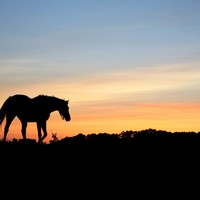 Picture for song 'Lonesome Cavalry' by artist 'ChapmanJames'