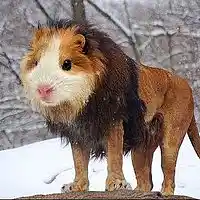 Picture for song 'Deep Floyd 486-New Animals' by artist 'Jammer59'