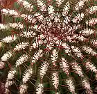 Picture for song 'Psilocybe' by artist 'Morbid Erection'