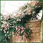 Picture for song 'Beirut' by artist 'Rinaldo'