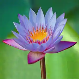 Picture for song 'Le lotus bleu' by artist 'Christian Faivre'