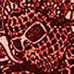 Picture for song 'Wiredogs' by artist 'Red Spider White Web'