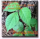 Picture for song 'Itch That Itch' by artist 'Blaydeman'