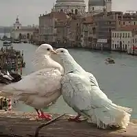 Picture for song 'Just One Kiss' by artist 'D B Hankinster'