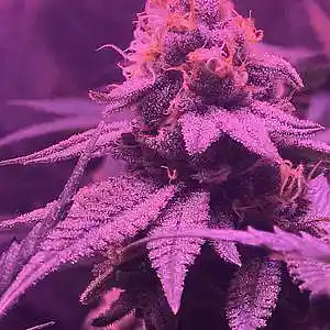 Picture for song 'KUSH - Wiz Khalifa Type Beat' by artist 'LIL YAZU BEATS'