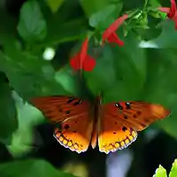 Picture for song 'Letting Go/Lunch with Vickie' by artist 'Butterfly Lessons - Betsy Bolger Paulet poetry'