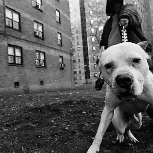 Picture for song 'Big Dog' by artist 'Clubbanga Music'