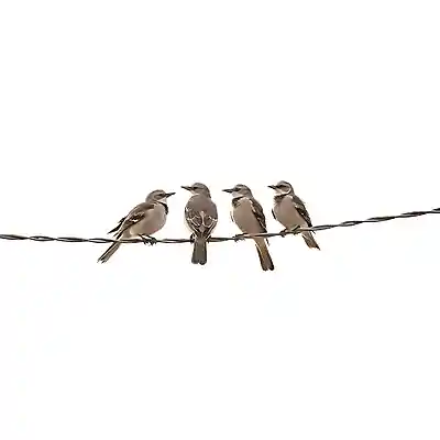 Picture for song 'birds' by artist 'pdys'