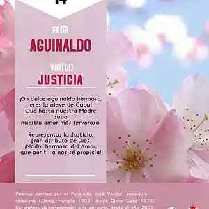 Picture for song 'Dia 14-Flor Aguinaldo' by artist 'Producciones Vandor'