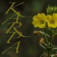Picture for song 'L' by artist 'Jaq Karpa'