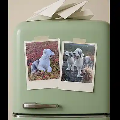 Song picture of 'Butterflies Don't Jive With Snakes!'