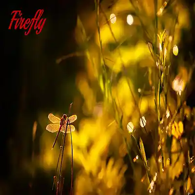 Picture for song 'Firefly' by artist 'Sean Ferree'