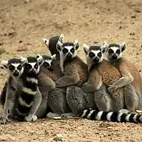 Picture for song 'Polite Cavemen' by artist 'The Serendipitous Cacophonies'
