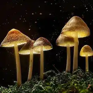 Picture for song 'Mushrooms' by artist 'Vladimir Verpakhovski'