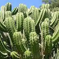 Picture for song 'Cactus Thanks (Instrumental by ChrisVLister)' by artist 'ChrisListerSounds'
