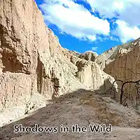 Picture for song 'Shadows in the Wild' by artist 'D E Farmer'