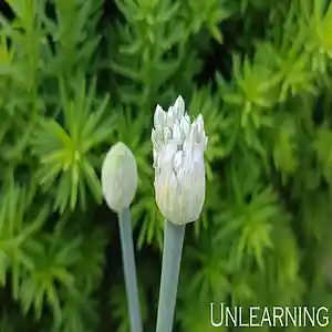 Picture for song 'Unlearning' by artist 'Sean Ferree'