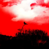 Picture for song 'Poryadok' by artist 'xfBLH'